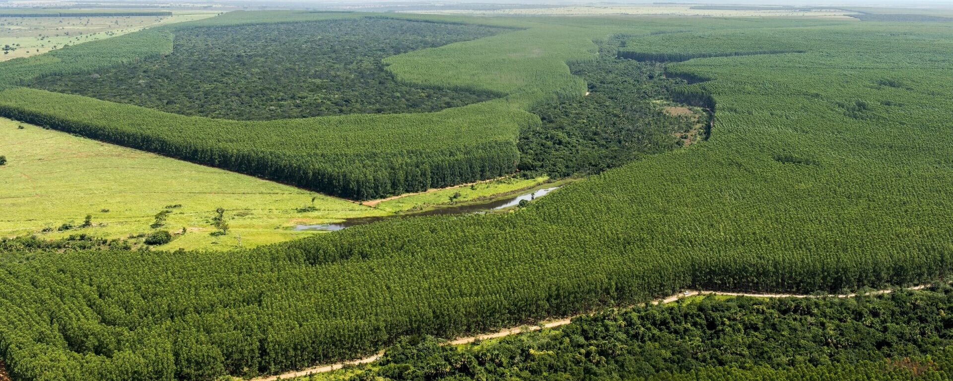 All of the eucalyptus used by Eldorado Brazil comes from reforestation areas, maintained within certified areas, helping to protect biodiversity and support local development. Our forests remove more carbon from the air than the company emits in its operations, thus neutralizing our carbon balance. We also generate clean energy from unusable eucalyptus residue.