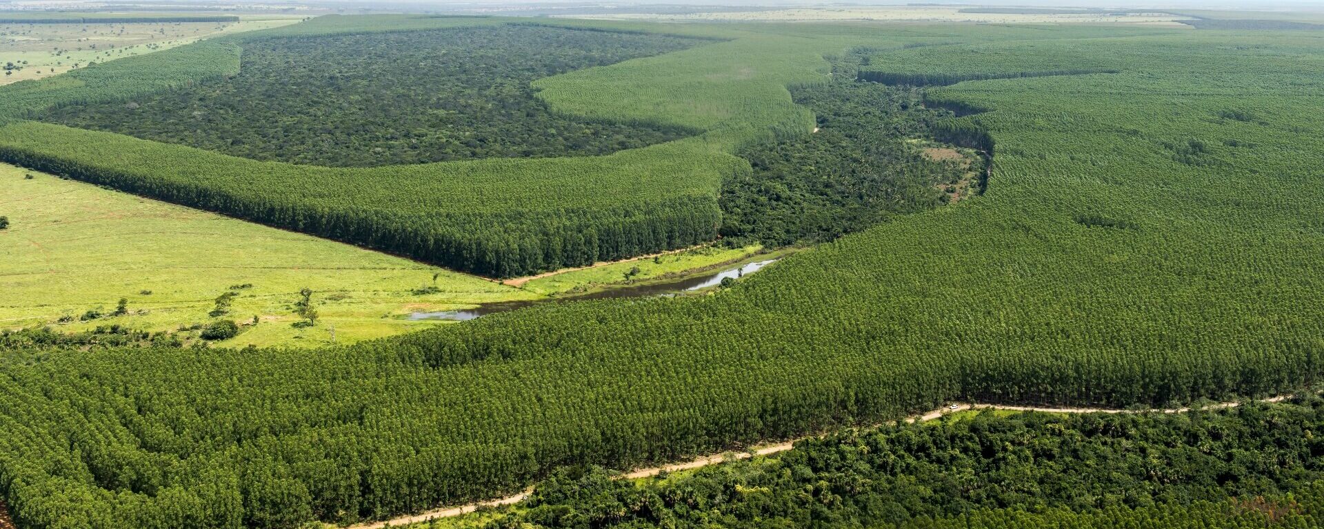 Todo o eucalipto da Eldorado Brasil vem de áreas de reflorestamento, mantidas em áreas certificadas, onde apoia diversas iniciativas de defesa da biodiversidade e de apoio ao desenvolvimento local. Nossas florestas retiram mais carbono do ar do que a empresa emite em seus processos, neutralizando assim os Gases de Efeito Estufa. Geramos ainda energia renovável reaproveitando os resíduos inservíveis de eucalipto.