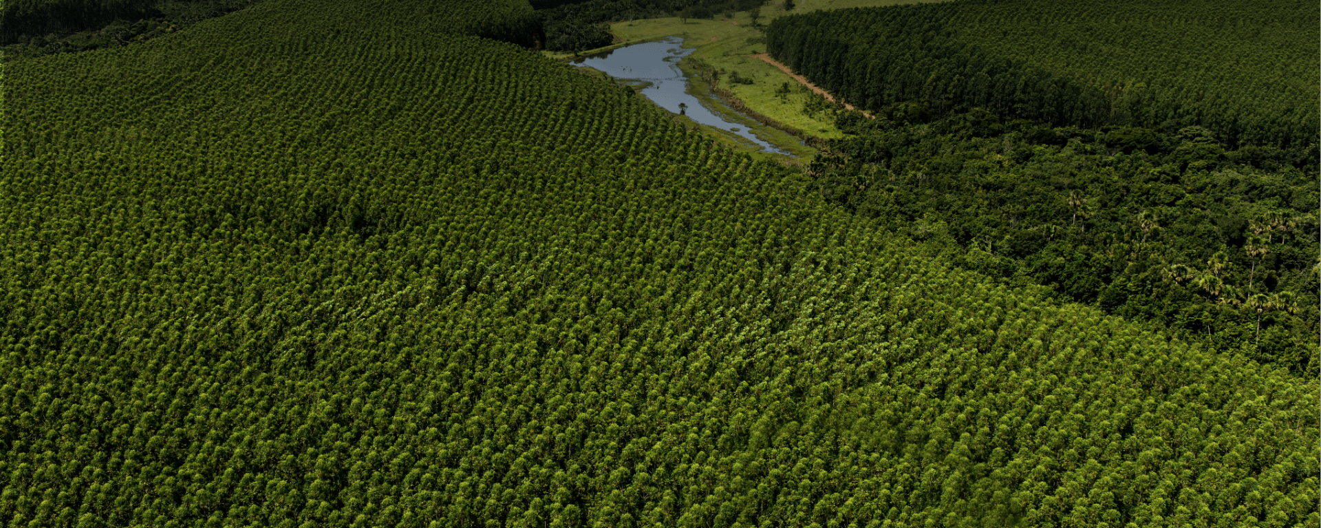 manejo responsable de nuestros bosques.