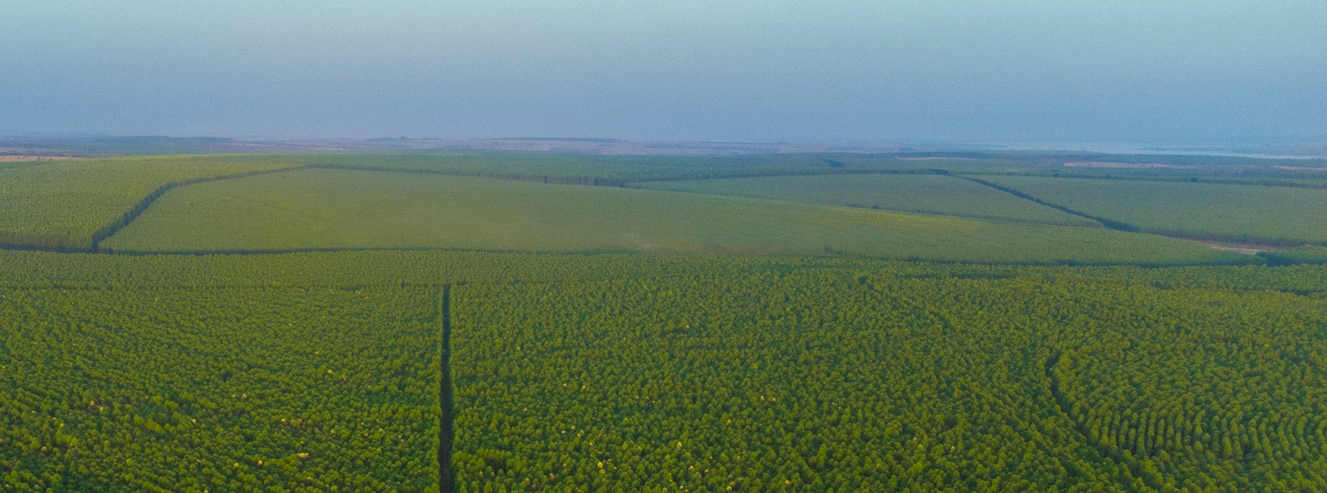 A Eldorado Brasil possui uma cadeia de carbono negativa: nossas florestas, plantadas e nativas, absorvem 12 vezes mais carbono do ar do que a nossa operação emite, neutralizando as emissões de gases de efeito estufa do processo. As florestas possuem certificações nacionais e internacionais que atestam o nosso manejo florestal ambientalmente adequado, socialmente benéfico e economicamente viável.