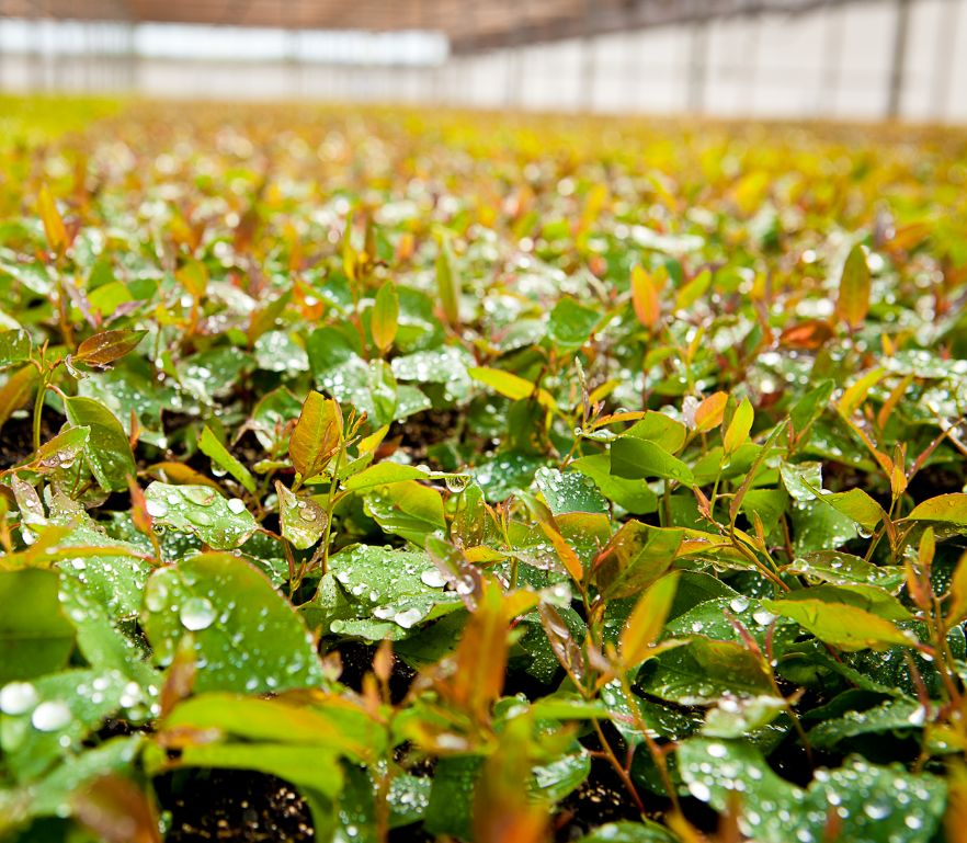 Produzimos celulose de eucalipto branqueada com alta qualidade e padrão global, utilizando a madeira colhida em nossas florestas plantadas e certificadas. O produto segue para mais de 45 países, atestando a confiança do mercado na sua excelência.